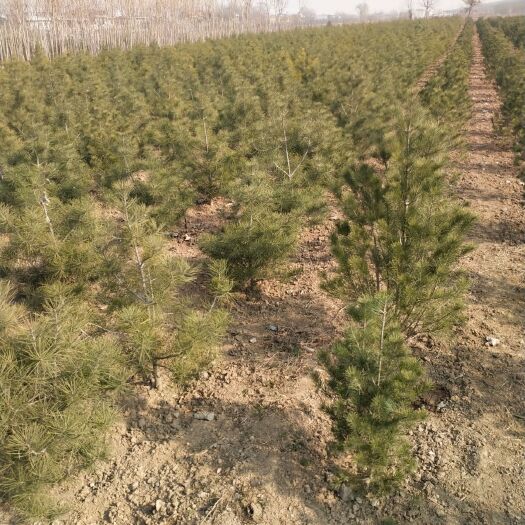 扶风县白皮松苗  陕西白皮松 白皮松树苗 各种规格15－600厘米
