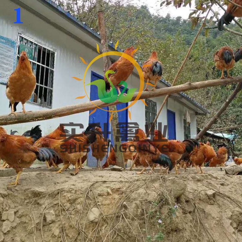  灵山土鸡苗母
