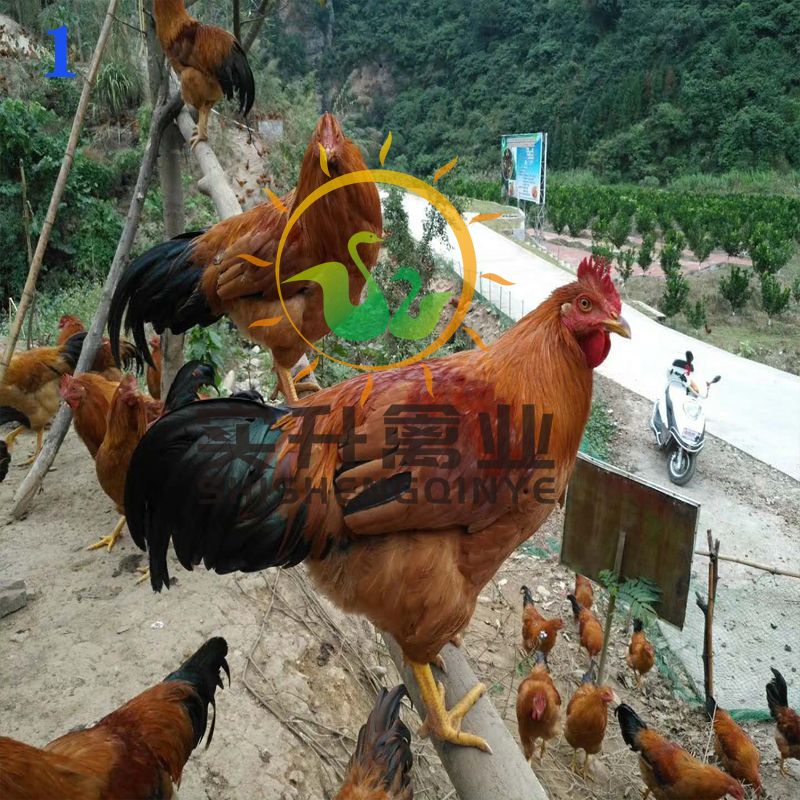  灵山土鸡苗母