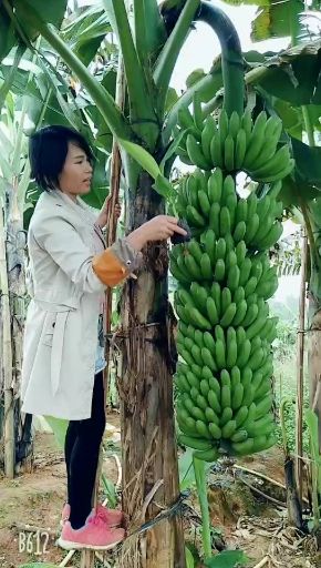 灵山县中蕉9号香蕉苗 中蕉九号香蕉王,每棵产量可达200斤左右,香甜产量高