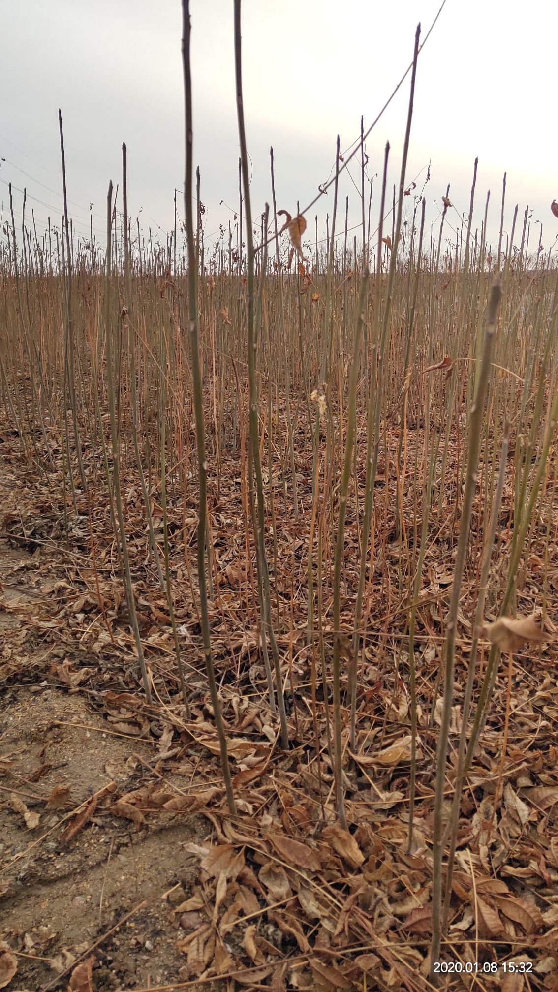 红油香椿苗 苗圃直销，无中介，现挖现卖，成活率高