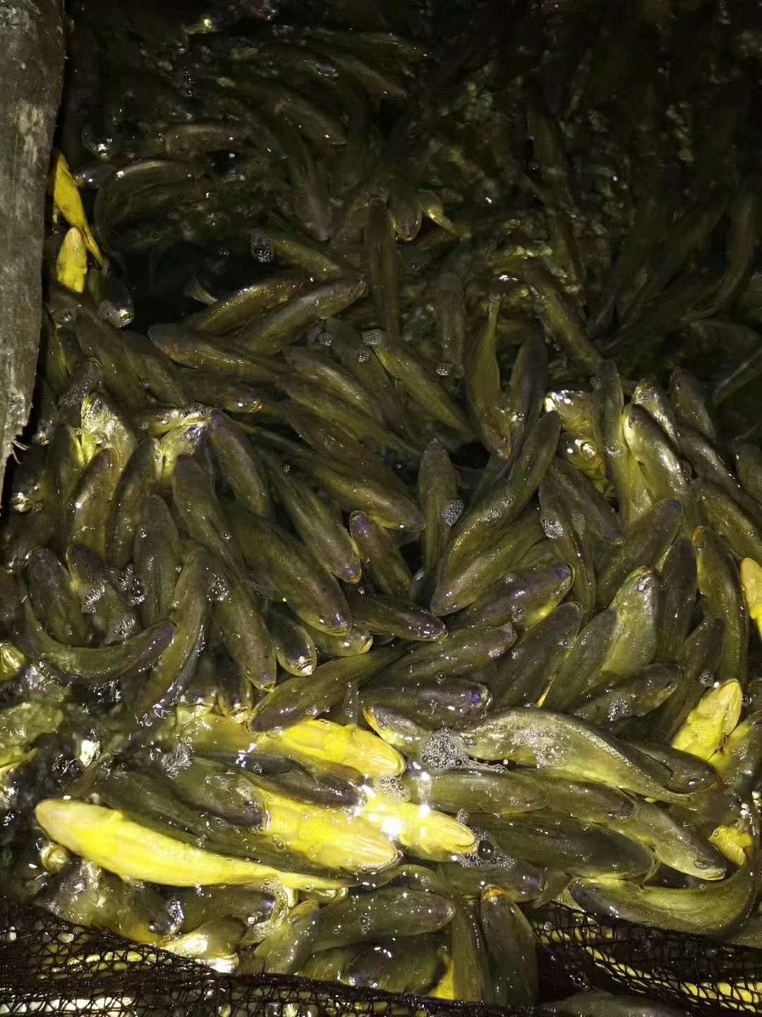 深海大黄鱼，大网箱深海养殖，养殖场直销