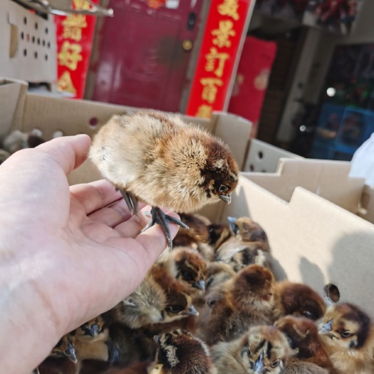 昆明乌骨鸡苗  品种多多，价格实惠，提供技术服务，欢迎下单