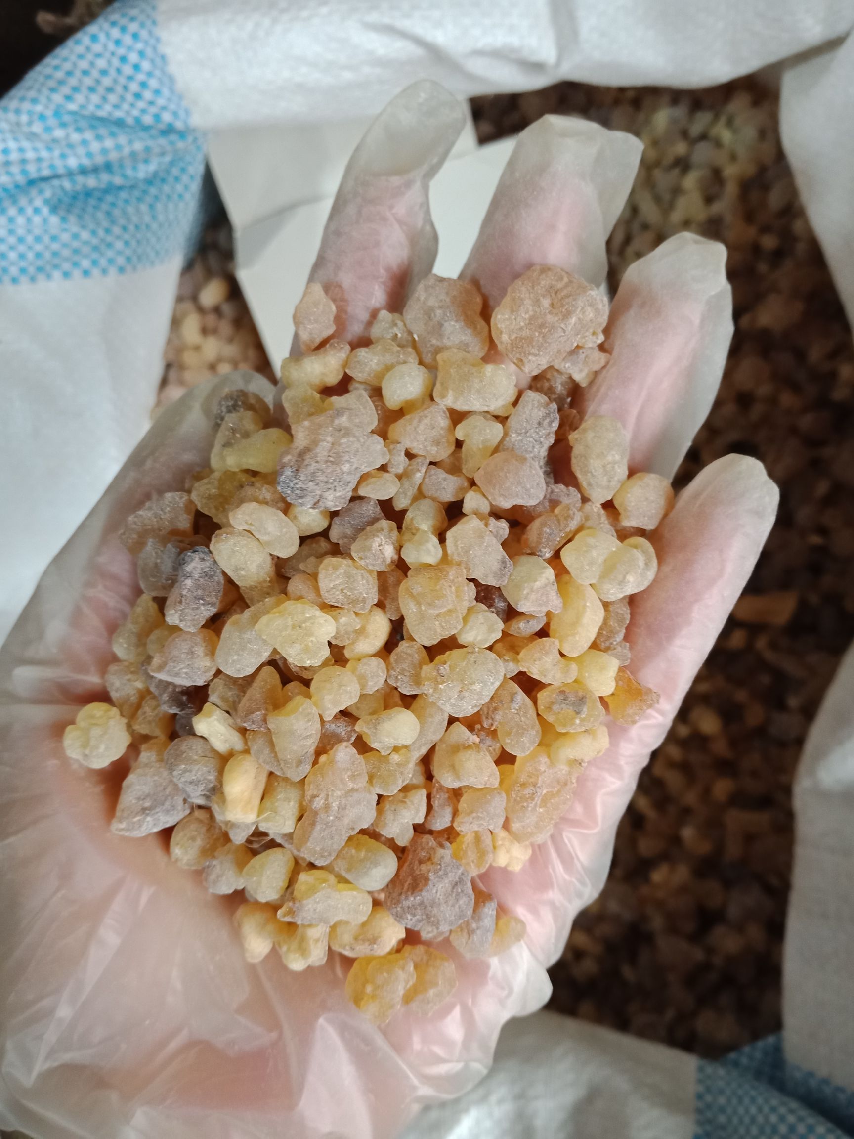  乳香制炙乳香乳香珠