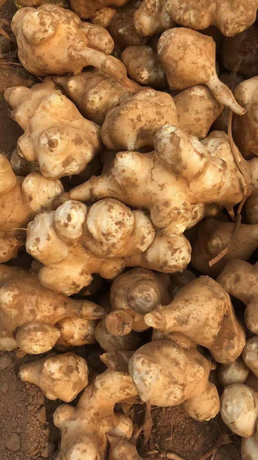 洋姜，有白皮，红皮，紫皮的，现货质优量大，欢迎各地客商定购