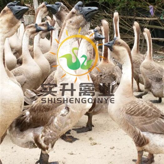 南宁 黄脚狮头鹅苗  正宗大种鹅狮头鹅苗孵化场直销