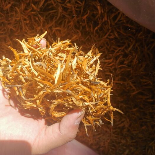 思茅 滇红红茶，金针