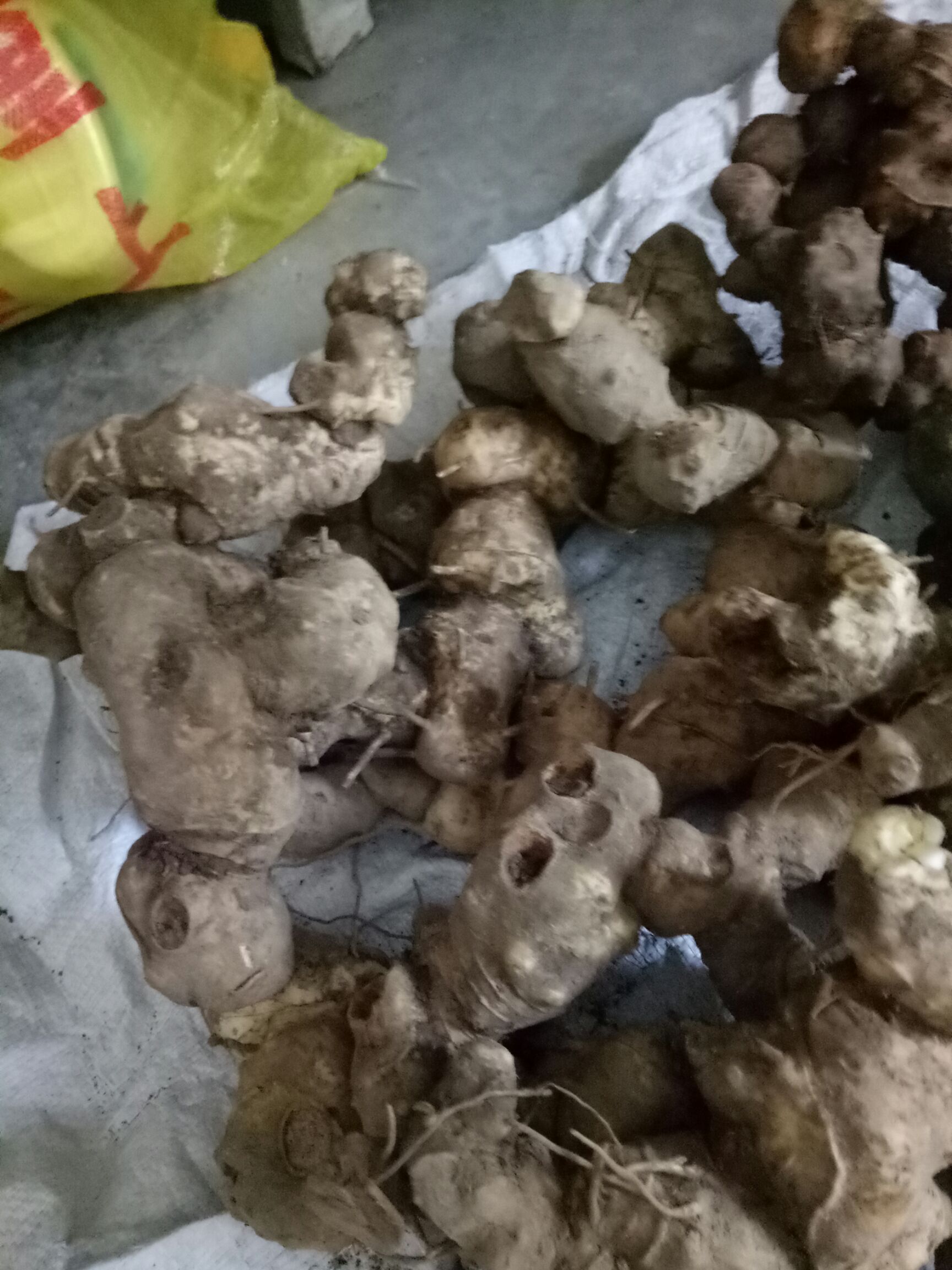 甜黄精  生黄精，低价处理