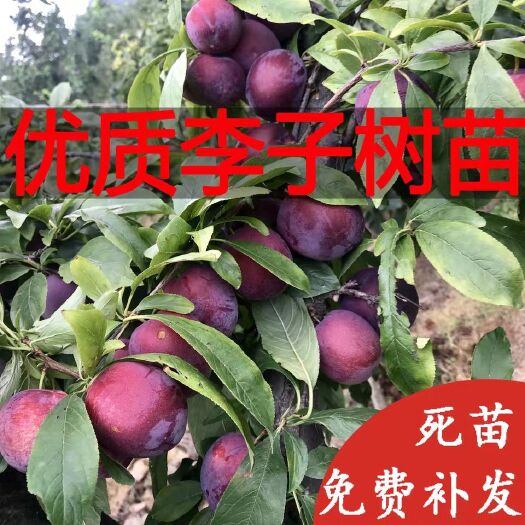 平邑县脆红李苗  优质嫁接苗 现挖保湿发货  成活率高 根系发达