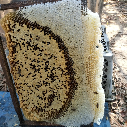 惠东县 有现货鸭脚土蜂蜜出售，一手货源
