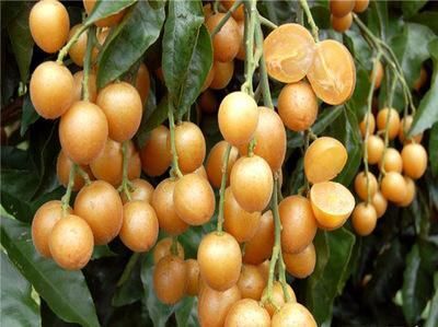 灵山县无核黄皮果苗，正嫁接无籽无核黄皮果苗