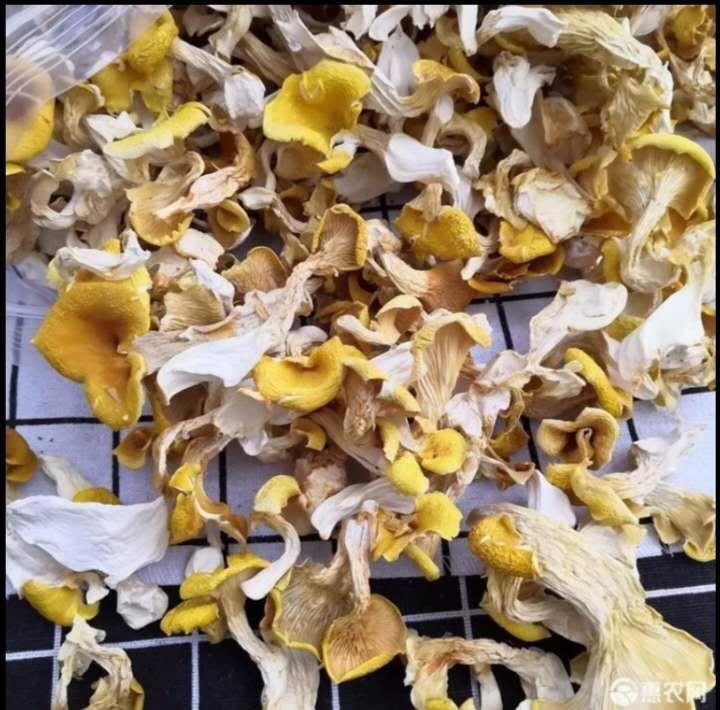 鸡油菌  用的放心