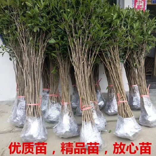 平邑县 桂花树苗
