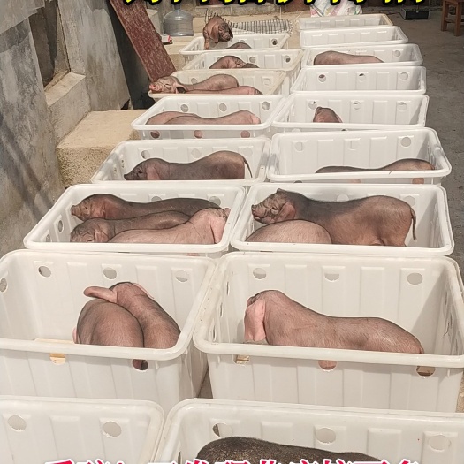 太湖猪151苏太猪929莱芜黑猪O3OOO北京黑猪二元母猪