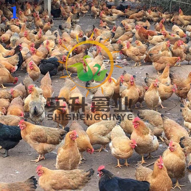  灵山土鸡苗母