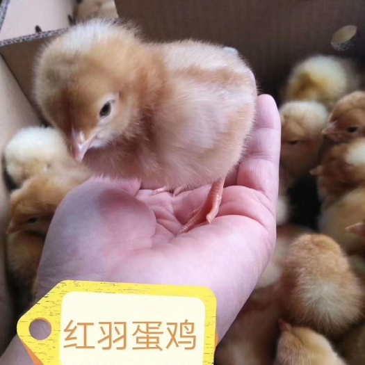 昆明蛋鸡苗 红羽蛋鸡