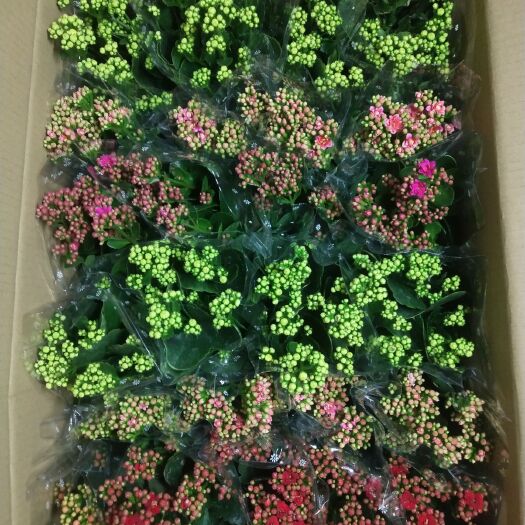 广州 长寿花盆栽基地直供