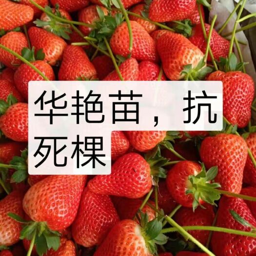 安丘市红颜草莓苗 品种：华艳，红颜，田宝系列种苗