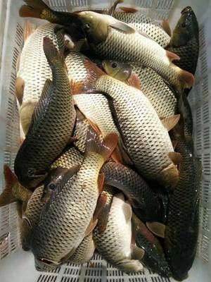 重庆市池鲤鱼  鲤鱼放钓 食用  放生 货到付款