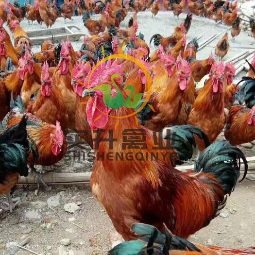南宁 正宗红瑶土鸡苗，孵化场直销优质鸡苗，包活到家