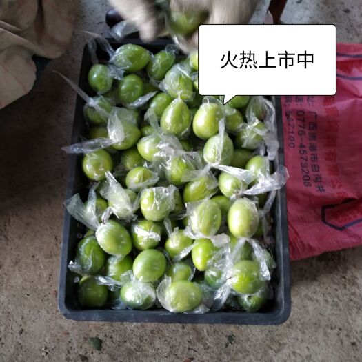 平南县大青枣广西平南 大青枣 牛奶枣，2025季大量上市中…