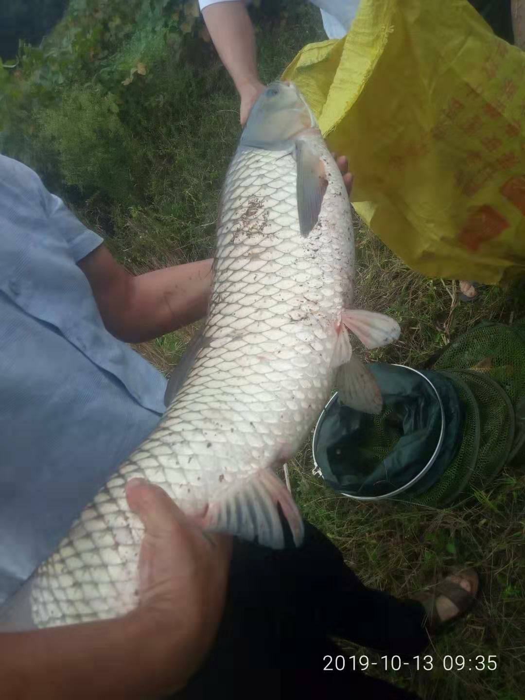  自家稻田生态鱼，草鱼、鲤鱼、鲫鱼，无污染无饲料，味道鲜美