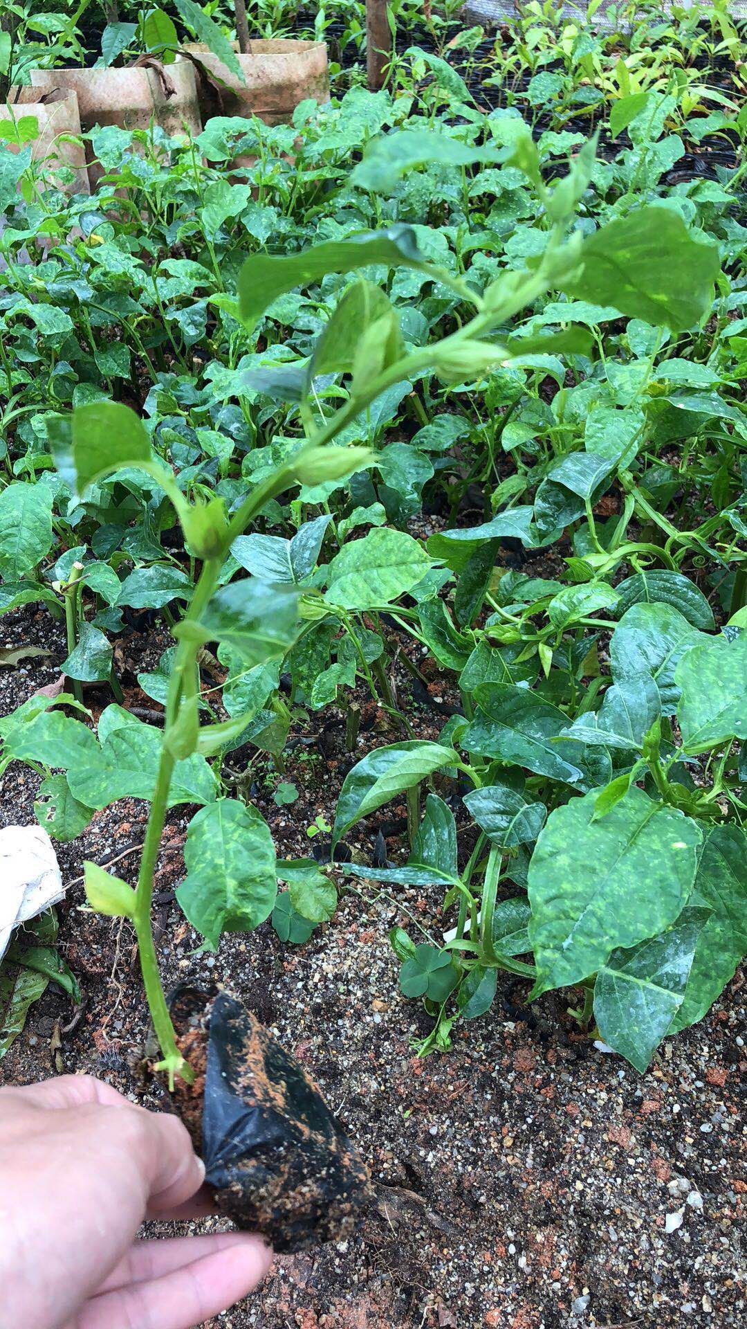 香蜜木瓜百香果苗   甜蜜百香果纯甜不酸嫁接苗当年结