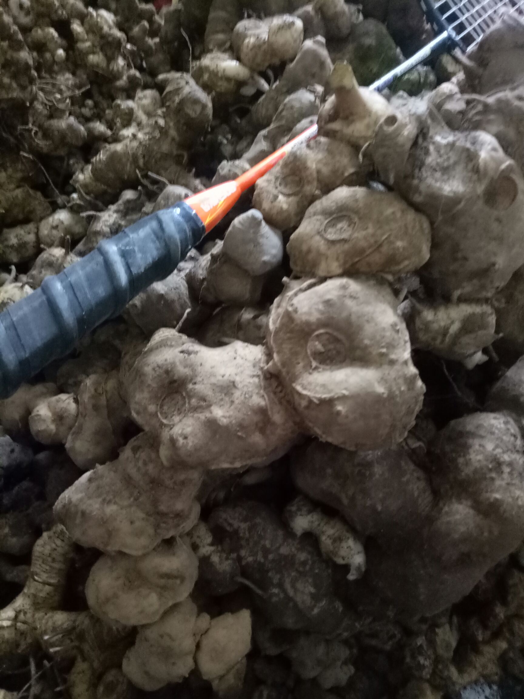 甜黄精  生黄精，低价处理