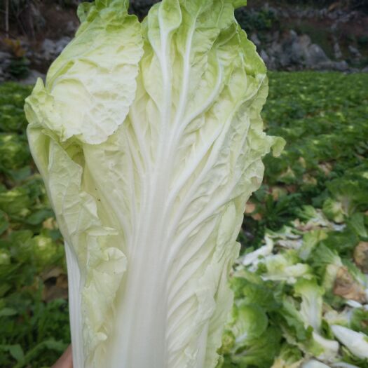 河池自家猪场养的无公害大白菜，质量保证