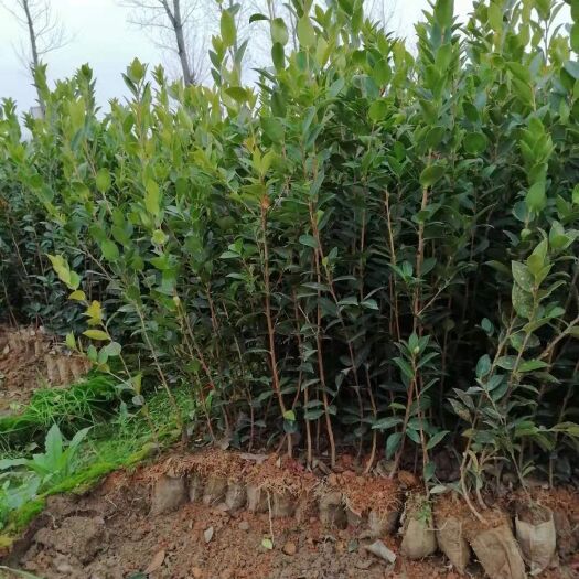 丰城市油茶树苗 嫁接苗 0.5~1米
