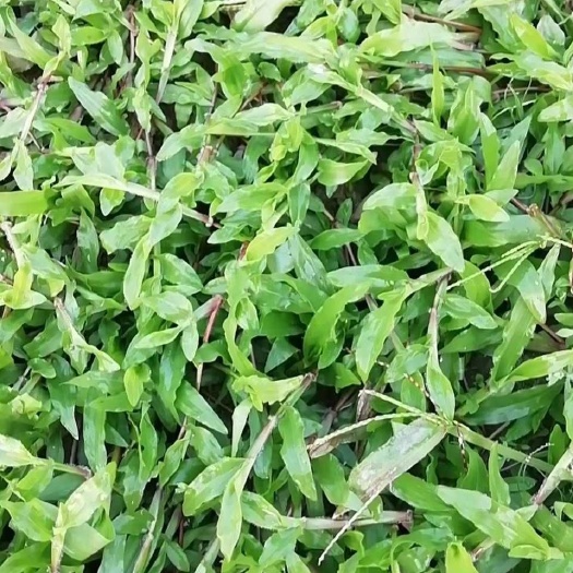 精品大叶油草