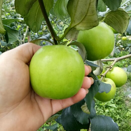 灵山县 苹果枣树苗  苹果枣苗  大青枣苗