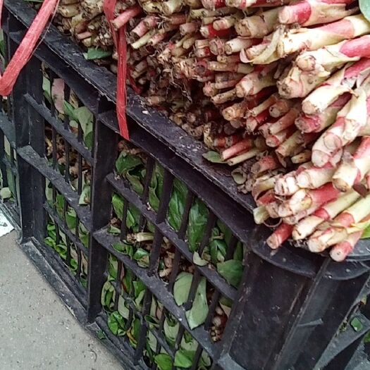 广汉市红茎折耳叶（鱼腥草）