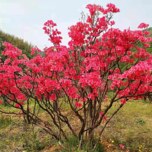 霍山县 大别山映山红全冠