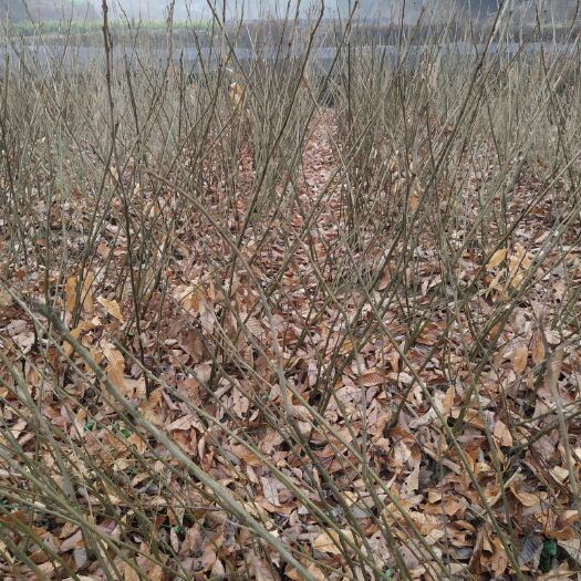 桃源县罗田板栗苗 供：嫁接板栗苗，60cm以上，粗度6㎝以上(发芽处以上量)