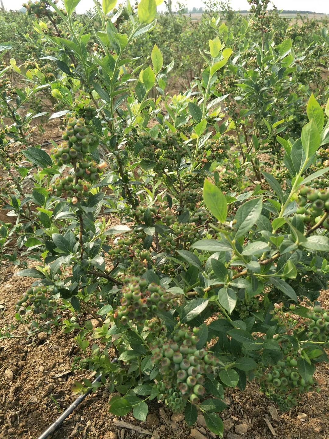  兔眼蓝莓苗