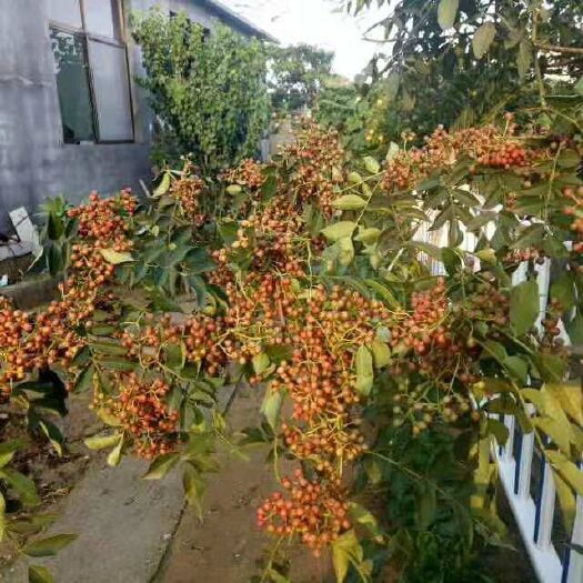 泰安 花椒苗价格，各种品种花椒苗报价