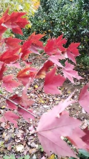 洪江市美国红枫 低价出售三千株规格4一10公分粗径