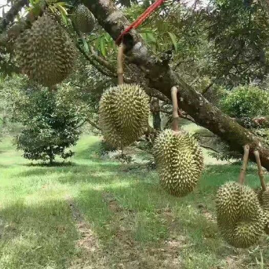 河口县泰国金枕榴莲一级货（可走柜）