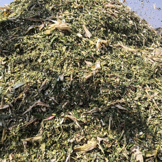 临泉县青储草