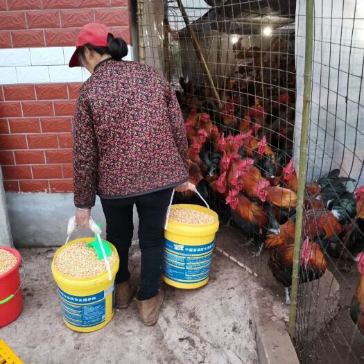 重庆市 自家喂养的纯粮食土鸡