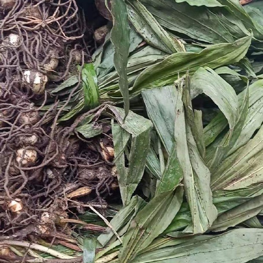 咸丰县山慈菇  毛慈姑种苗