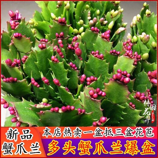 平邑县 蟹爪兰         基地直销