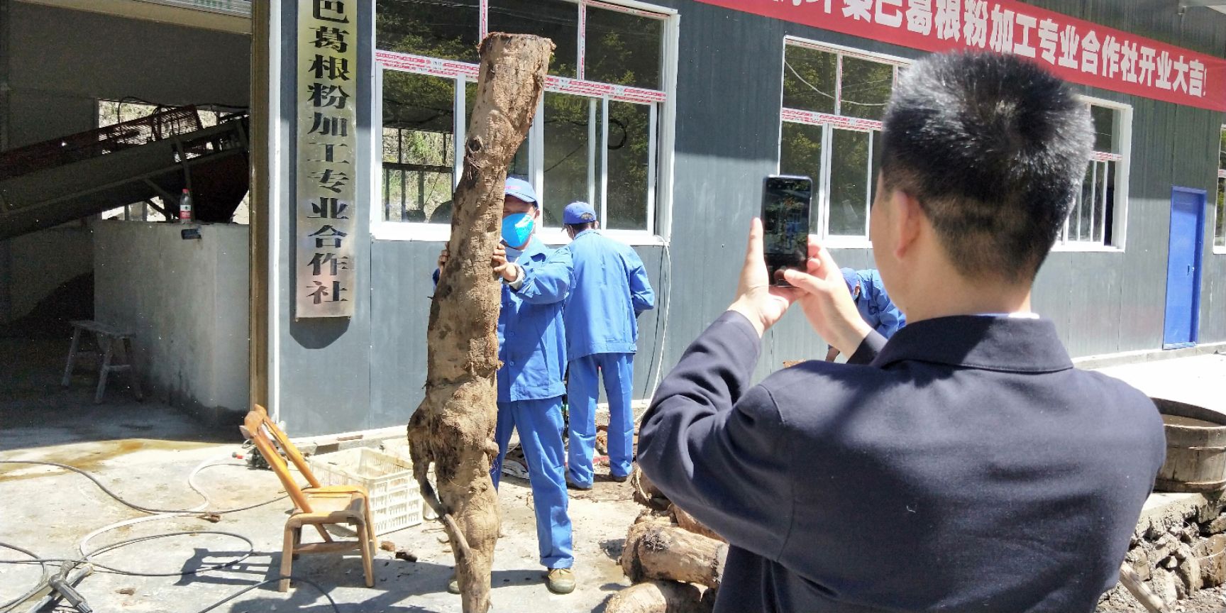 香椿种子 正宗野生葛根粉火热抢购中