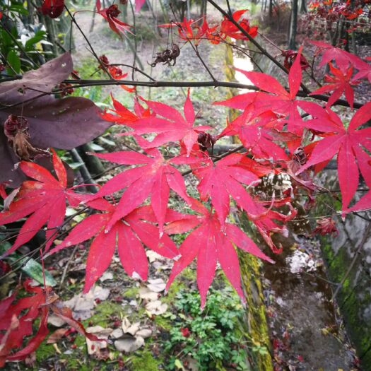 成都中国红枫 红枫，优质红枫树，四川红枫基地出售，成都红枫批发价格
