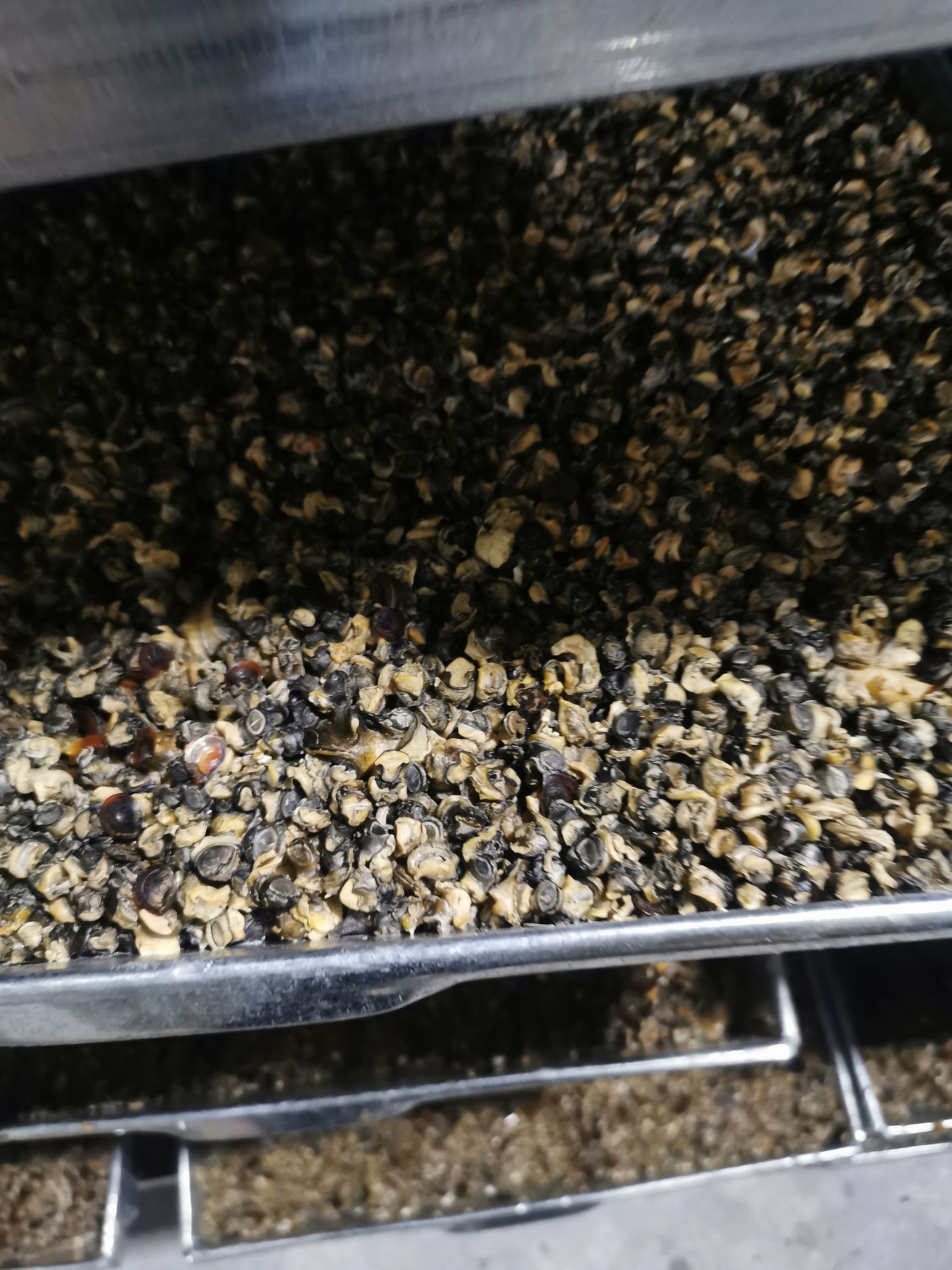 螺丝肉 石螺肉 干净无泥沙分量足