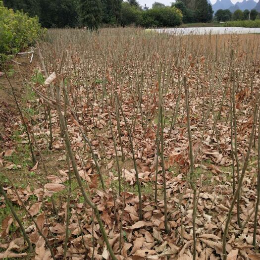 阳朔县大红袍板栗苗 30公分以上嫁接苗