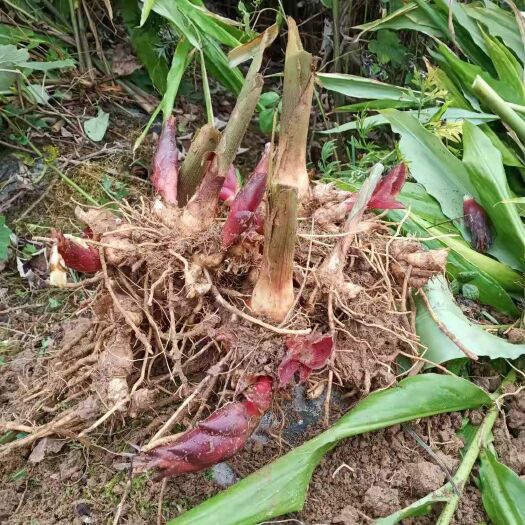 利川市洋河姜种根阳荷种苗襄荷茗荷