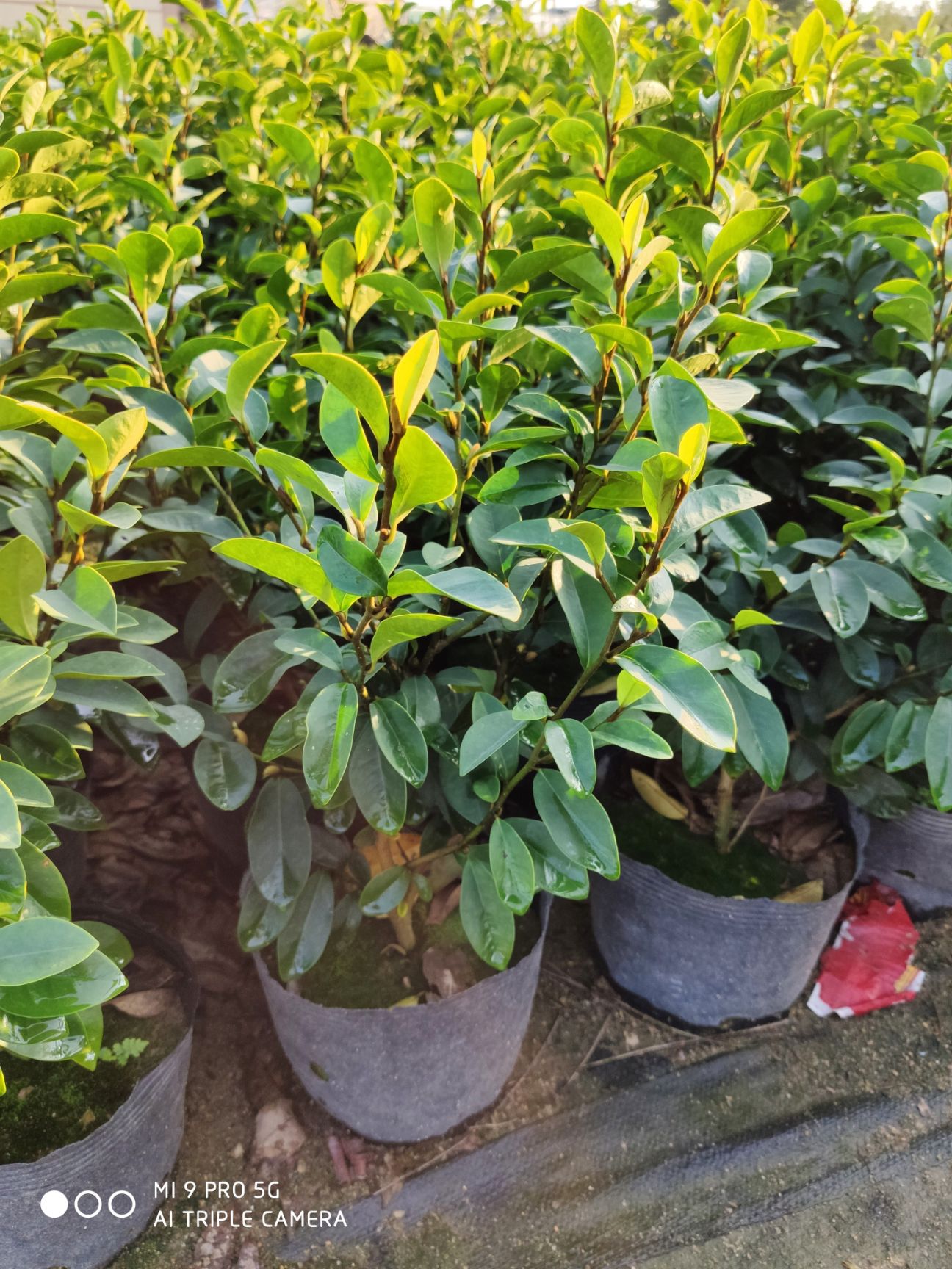  含笑高40到50厘米福建漳州花卉