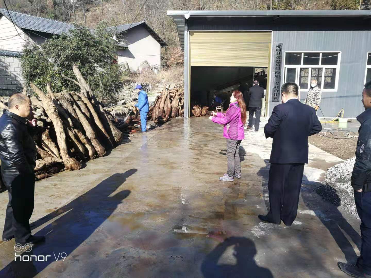 香椿种子 正宗野生葛根粉火热抢购中